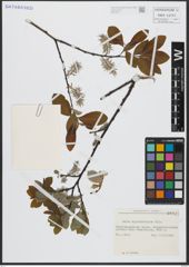 Foto von Salix appendiculata Vill.